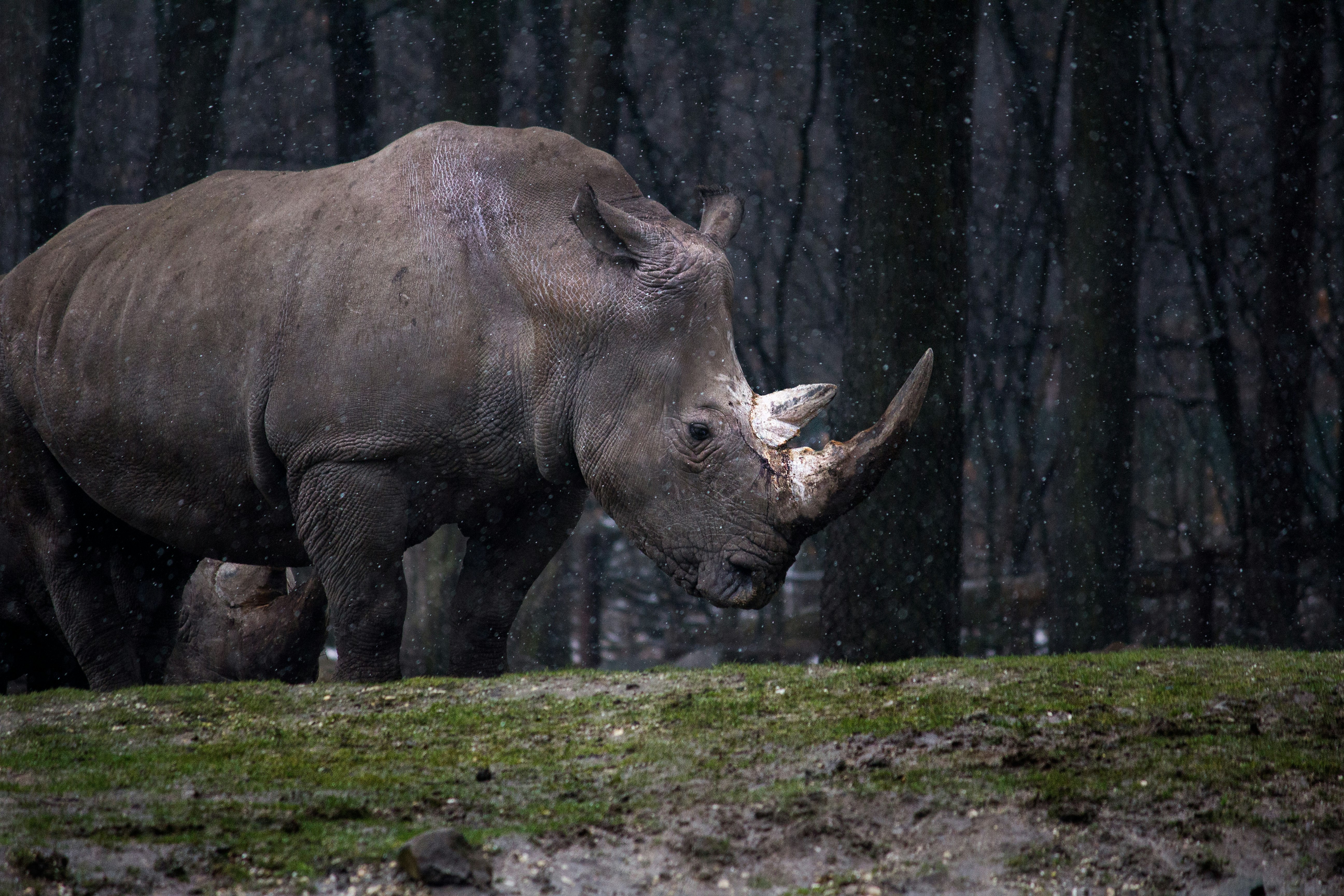 gray rhinoceros standing